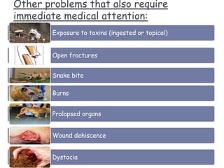 Other problems that also require
immediate medical attention:
Exposure to toxins (ingested or topical)
Open fractures
Snake bite
Burns
Prolapsed organs
Wound dehiscence
Dystocia
 