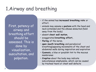 1.Airway and breathing
• if the animal has increased breathing rate or
effort.
• animals may assume a posture with the head and
neck extended and the elbows abducted (held
away from the body)
• absent chest wall motion,
• exaggerated breathing effort,
• flaring of the nares,
• open mouth breathing and paradoxical
breathing(opposing movements of the chest and
abdominal walls during inspiration and expiration
• Cyanosis, a blue or purplish tint to the mucous
membranes
• Crepitus about the body may indicate
subcutaneous emphysema, which can be caused
by tracheal tears or chest wall defects
First, patency of
airway and
breathing effort
should be
assessed. This is
done by
visualization,
auscultation, and
palpation.
 