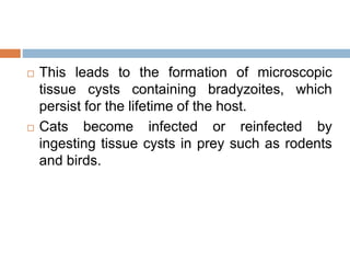  This leads to the formation of microscopic
tissue cysts containing bradyzoites, which
persist for the lifetime of the host.
 Cats become infected or reinfected by
ingesting tissue cysts in prey such as rodents
and birds.
 