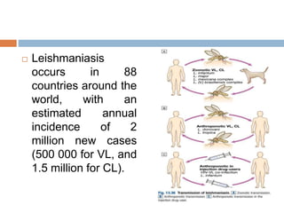  Leishmaniasis
occurs in 88
countries around the
world, with an
estimated annual
incidence of 2
million new cases
(500 000 for VL, and
1.5 million for CL).
 