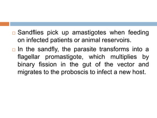  Sandflies pick up amastigotes when feeding
on infected patients or animal reservoirs.
 In the sandfly, the parasite transforms into a
flagellar promastigote, which multiplies by
binary fission in the gut of the vector and
migrates to the proboscis to infect a new host.
 