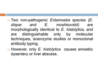  Two non-pathogenic Entamoeba species (E.
dispar and E. moshkovskii) are
morphologically identical to E. histolytica, and
are distinguishable only by molecular
techniques, isoenzyme studies or monoclonal
antibody typing.
 However, only E. histolytica causes amoebic
dysentery or liver abscess.
 