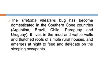  The Triatoma infestans bug has become
domesticated in the Southern Cone countries
(Argentina, Brazil, Chile, Paraguay and
Uruguay). It lives in the mud and wattle walls
and thatched roofs of simple rural houses, and
emerges at night to feed and defecate on the
sleeping occupants.
 