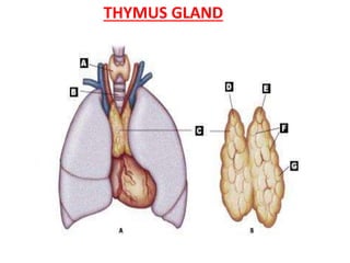THYMUS GLAND
 