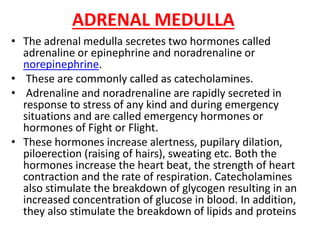 ADRENAL MEDULLA
• The adrenal medulla secretes two hormones called
adrenaline or epinephrine and noradrenaline or
norepinephrine.
• These are commonly called as catecholamines.
• Adrenaline and noradrenaline are rapidly secreted in
response to stress of any kind and during emergency
situations and are called emergency hormones or
hormones of Fight or Flight.
• These hormones increase alertness, pupilary dilation,
piloerection (raising of hairs), sweating etc. Both the
hormones increase the heart beat, the strength of heart
contraction and the rate of respiration. Catecholamines
also stimulate the breakdown of glycogen resulting in an
increased concentration of glucose in blood. In addition,
they also stimulate the breakdown of lipids and proteins
 