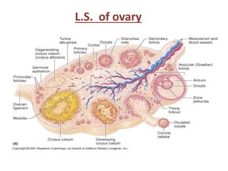 L.S. of ovary
 