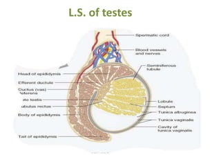 L.S. of testes
 