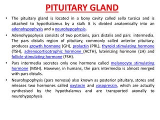 PITUITARY GLAND
• The pituitary gland is located in a bony cavity called sella tursica and is
attached to hypothalamus by a stalk It is divided anatomically into an
adenohypophysis and a neurohypophysis.
• Adenohypophysis consists of two portions, pars distalis and pars intermedia.
The pars distalis region of pituitary, commonly called anterior pituitary,
produces growth hormone (GH), prolactin (PRL), thyroid stimulating hormone
(TSH), adrenocorticotrophic hormone (ACTH), luteinizing hormone (LH) and
follicle stimulating hormone (FSH).
• Pars intermedia secretes only one hormone called melanocyte stimulating
hormone (MSH). However, in humans, the pars intermedia is almost merged
with pars distalis.
• Neurohypophysis (pars nervosa) also known as posterior pituitary, stores and
releases two hormones called oxytocin and vasopressin, which are actually
synthesised by the hypothalamus and are transported axonally to
neurohypophysis
 