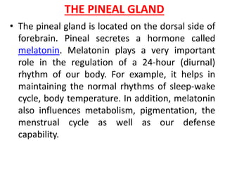 THE PINEAL GLAND
• The pineal gland is located on the dorsal side of
forebrain. Pineal secretes a hormone called
melatonin. Melatonin plays a very important
role in the regulation of a 24-hour (diurnal)
rhythm of our body. For example, it helps in
maintaining the normal rhythms of sleep-wake
cycle, body temperature. In addition, melatonin
also influences metabolism, pigmentation, the
menstrual cycle as well as our defense
capability.
 