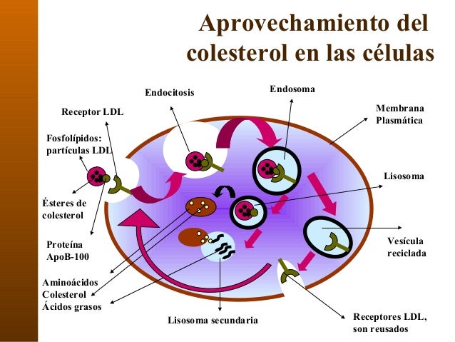 22. lipoproteinas y colesterol