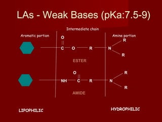 C
LAs - Weak Bases (pKa:7.5-9)
C O
O
R N
R
R
NH
O
R N
R
R
Aromatic portion Amine portion
Intermediate chain
ESTER
AMIDE
LIPOPHILIC HYDROPHILIC
 