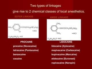 Two types of linkages
give rise to 2 chemical classes of local anesthetics.
ESTER LINKAGE AMIDE LINKAGE
PROCAINE
procaine (Novocaine)
tetracaine (Pontocaine)
benzocaine
cocaine
LIDOCAINE
lidocaine (Xylocaine)
mepivacaine (Carbocaine)
bupivacaine (Marcaine)
etidocaine (Duranest)
ropivacaine (Naropin)
 