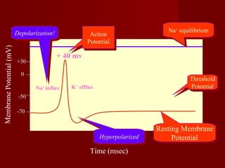 MembranePotential(mV)
-50
-70
0
+30
Time (msec)
Threshold
Potential
Threshold
Potential
Resting Membrane
Potential
Resting Membrane
Potential
Na+
equilibriumNa+
equilibrium
Action
Potential
Action
Potential
Depolarization!Depolarization!
HyperpolarizedHyperpolarized
+ 40 mv
Na+
influx K+
efflux
 