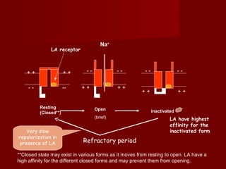 + +
- -
+ +
--
- -
+ + + +
- -
Na+
+ ++ +
- - - -
Resting
(Closed**)
Open
(brief)
inactivated
Very slow
repolarization in
presence of LA
LA receptor
LA have highest
affinity for the
inactivated form
Refractory period
**Closed state may exist in various forms as it moves from resting to open. LA have a
high affinity for the different closed forms and may prevent them from opening.
 
