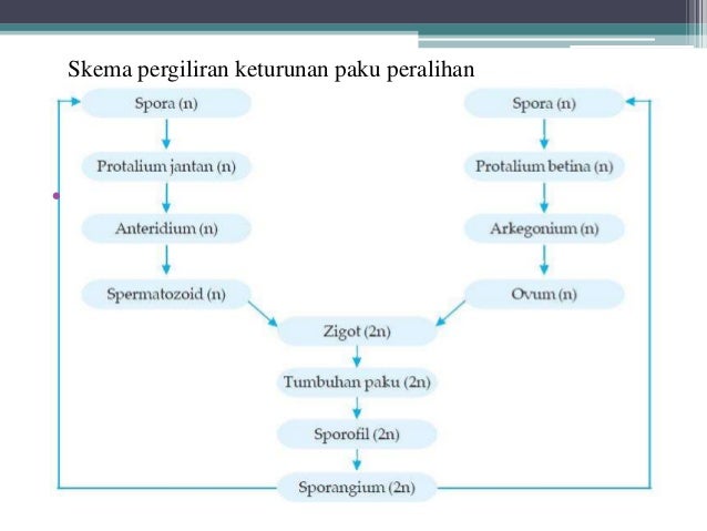 Tumbuhan Paku