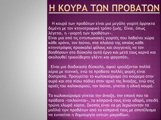 Η κουρά των προβάτων είναι μια μεγάλη γιορτή άρρηκτα
δεμένη με τον κτηνοτροφικό τρόπο ζωής. Είναι, όπως
λέγεται, η «γιορτή των προβάτων».
Είναι μια από τις εντυπωσιακές γιορτές που λαβαίνει χώρα
κάθε χρόνο, τον Ιούνιο, στα πλαίσια της οποίας κάθε
κτηνοτρόφος προσκαλεί φίλους και συγγενείς να τον
βοηθήσουν στο δύσκολο αυτό έργο και μετά τους κερνά και
ακολουθεί τρικούβερτο γλέντι και φαγοπότι.
Είναι μια διαδικασία δύσκολη, αφού χρειάζονται πολλά
χέρια με τεχνική, ενώ τα πρόβατα πολλές φορές είναι
δύστροπα. Προηγείται το κωλοκούρισμα (το κούρεμα στην
ουρά και στα πίσω πόδια) στην αρχή της Άνοιξης, ενώ στις
αρχές του καλοκαιριού, τον Ιούνιο, γίνεται η ολική κουρά.
Το κωλοκούρισμα γίνεται την άνοιξη, την εποχή που τα
πρόβατα «τσιλούνται», τα κόπρανά τους είναι υδαρή, επειδή
τρώνε χλωρά χόρτα. Σκοπός είναι να μη λερώνονταν τα
μαλλιά των προβάτων από τα κόπρανά τους με αποτέλεσμα
να ευνοείται η δημιουργία εστιών μικροβίων.
 