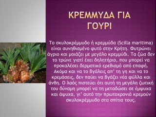 Το σκυλοκρέμμυδο ή κρεμμύδα (Scilla maritima)
είναι συνηθισμένο φυτό στην Κρήτη. Φυτρώνει
άγριο και μοιάζει με μεγάλο κρεμμύδι. Τα ζώα δεν
το τρώνε γιατί έχει δηλητήριο, που μπορεί να
προκαλέσει δερματικό ερεθισμό από επαφή.
Ακόμα και να το βγάλεις απ’ τη γη και να το
κρεμάσεις, δεν παύει να βγάζει νέα φύλλα και
άνθη. Ο λαός πιστεύει ότι αυτή τη μεγάλη ζωτική
του δύναμη μπορεί να τη μεταδώσει σε έμψυχα
και άψυχα, γι’ αυτό την πρωτοχρονιά κρεμούν
σκυλοκρέμμυδο στα σπίτια τους.
 