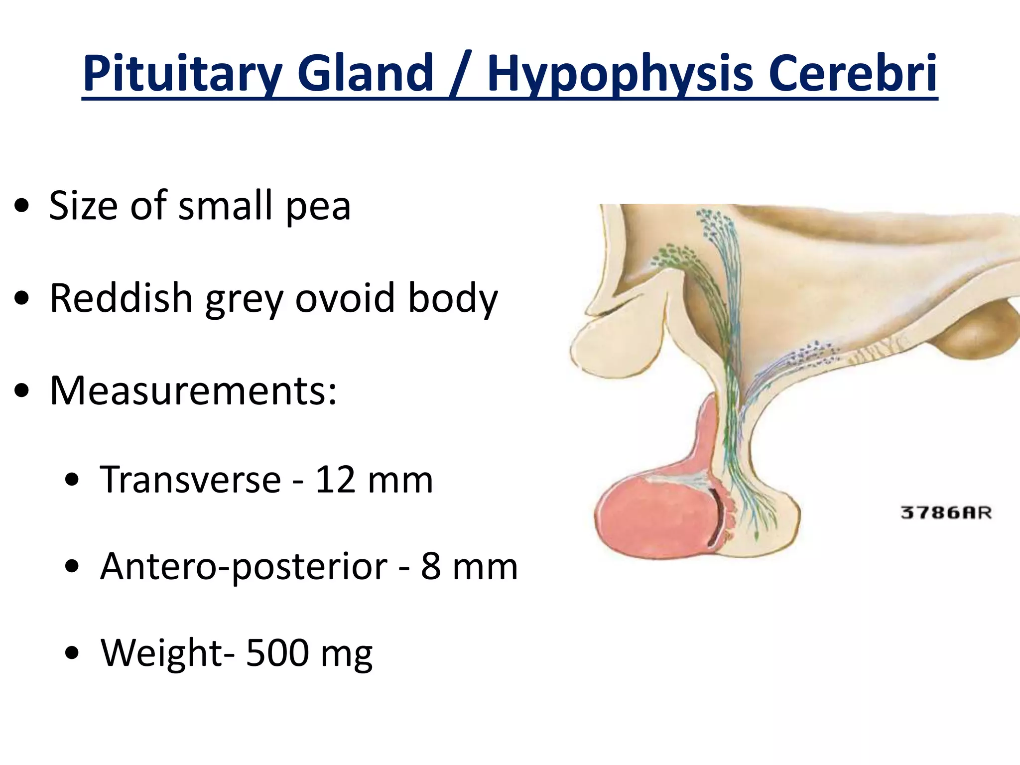 Histology Of Endocrine Glands PPT histology-of-endocrine-glands-ppt