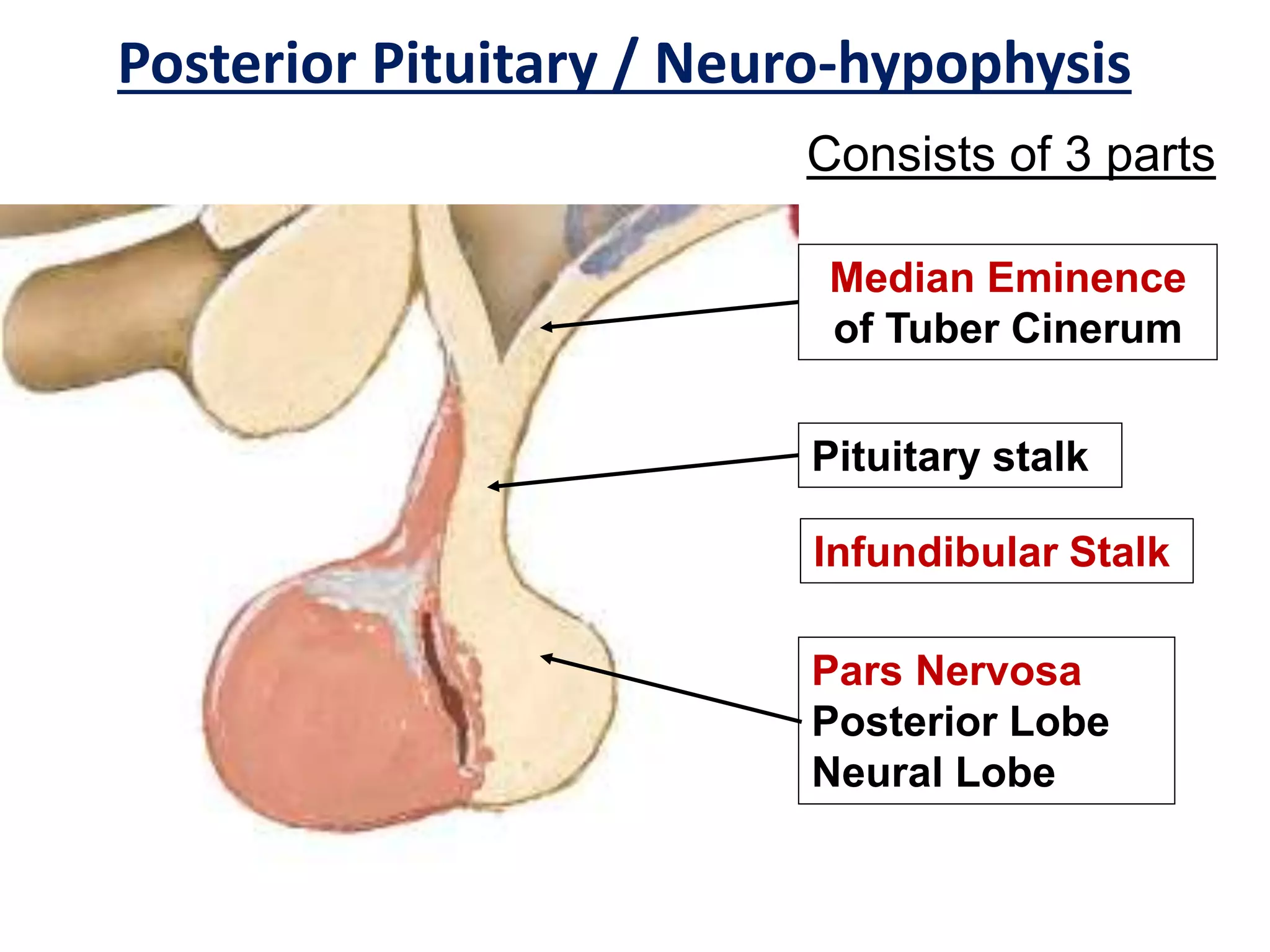 Histology of endocrine glands | PPTX