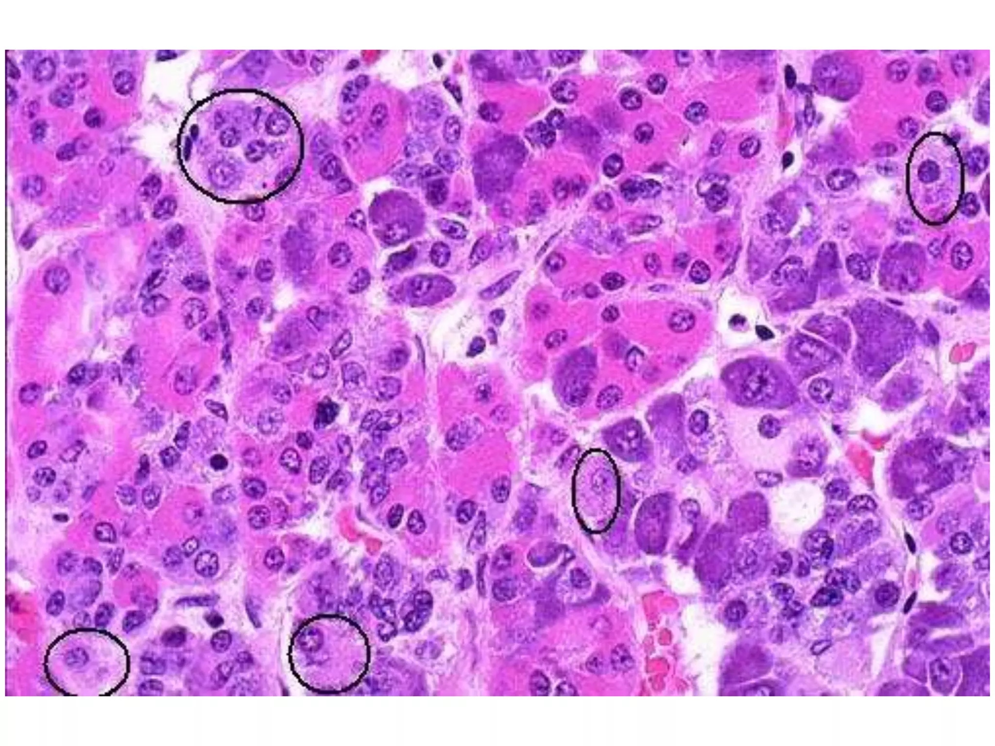 Histology Of Endocrine Glands PPT histology-of-endocrine-glands-ppt