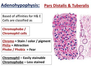 Histology of endocrine glands | PPTX