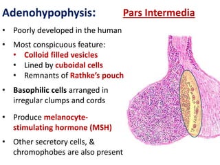 Histology of endocrine glands | PPTX