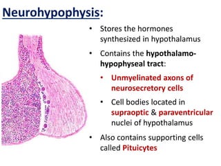 Histology of endocrine glands | PPTX