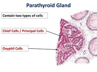 Chief Cells Structural Histology of endocrine glands | PPTX