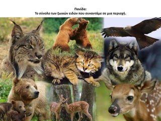 Πανίδα:
Το σύνολο των ζωικών ειδών που συναντάμε σε μια περιοχή.
 