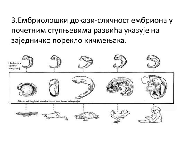 22.bio7Dokazi evolucije.pdf