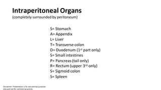 Intraperitoneal Organs
(completely surrounded by peritoneum)
S= Stomach
A= Appendix
L= Liver
T= Transverse colon
D= Duodenum (1st part only)
S= Small intestines
P= Pancreas (tail only)
R= Rectum (upper 3rd only)
S= Sigmoid colon
S= Spleen
 