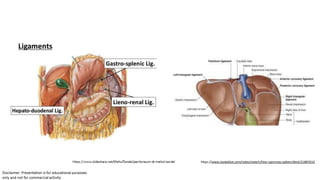 https://www.studyblue.com/notes/note/n/liver-pancreas-spleen/deck/21887610
 