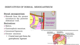 • Cranial most part forms the
gastrophrenic ligament
https://www.memorangapp.com/flashcards/84729/Abdominal+Wall+and+Peritoneal+Sac+(Lecture+%231
https://anatomyqa.com/stomach-anatomy/
 