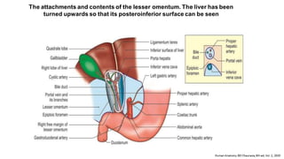 The attachments and contents of the lesser omentum. The liver has been
turned upwards so that its posteroinferior surface can be seen
 