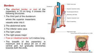 Borders
• The attached border, or root of the
mesentery, is 15 cm long, it crosses the
following structures:
1.The third part of the duodenum
where the superior mesenteric
vessels enter into it
2.The abdominal aorta
3.The inferior vena cava
4.The right ureter
5.The right psoas major
• Free or intestinal border is 6 metres long.
• The breadth of the mesentery is
maximum and is about 20 cm in the
central part, but gradually diminishes
towards both the ends.
https://www.kenhub.com/en/library/anatomy/mesentery
 