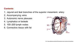 Contents
1. Jejunal and ileal branches of the superior mesenteric artery
2. Accompanying veins
3. Autonomic nerve plexuses
4. Lymphatics or lacteals
5. 100–200 lymph nodes
6. Connective tissue with fat
https://www.slideshare.net/DrSherifFahmy/jejunum-ileum-anatomy-of-the-abdomen
 