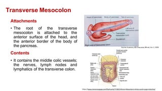 Transverse Mesocolon
Attachments
• The root of the transverse
mesocolon is attached to the
anterior surface of the head, and
the anterior border of the body of
the pancreas.
Contents
• It contains the middle colic vessels;
the nerves, lymph nodes and
lymphatics of the transverse colon.
https://www.memorangapp.com/flashcards/71585/Inferior+Mesenteric+Artery+and+Large+intestine/
 