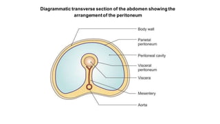 Diagrammatic transverse section of the abdomen showing the
arrangementof the peritoneum
 