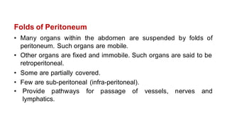 Folds of Peritoneum
• Many organs within the abdomen are suspended by folds of
peritoneum. Such organs are mobile.
• Other organs are fixed and immobile. Such organs are said to be
retroperitoneal.
• Some are partially covered.
• Few are sub-peritoneal (infra-peritoneal).
• Provide pathways for passage of vessels, nerves and
lymphatics.
 