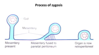Process of zygosis
 