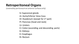 Retroperitoneal Organs
(coveredby peritoneumon anterior surfaces only)
S= Suprarenal glands
A= Aorta/Inferior Vena Cava
D= Duodenum (except for 1st part)
P= Pancreas (head and neck)
U= Ureters
C= Colon (ascending and descending parts)
K= Kidneys
E= Esophagus
R= Rectum
 