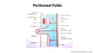 Peritoneal Folds
 