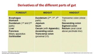 Derivatives of the different parts of gut
https://quizlet.com/7308810/stomach-small-intestine-flash-cards/
 