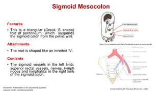 Sigmoid Mesocolon
Features
• This is a triangular (Greek ‘S’ shape)
fold of peritoneum which suspends
the sigmoid colon from the pelvic wall.
Attachments
• The root is shaped like an inverted ‘V’.
Contents
• The sigmoid vessels in the left limb;
superior rectal vessels, nerves, lymph
nodes and lymphatics in the right limb
of the sigmoid colon.
 