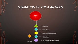 FORMATION OF THE A ANTIGEN
Glucose
Galactose
N-acetylglucosamine
Galactose
RBC
Fucose
N-acetylgalactosamine
 