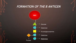 FORMATION OF THE B ANTIGEN
Glucose
Galactose
N-acetylglucosamine
Galactose
RBC
Fucose
Galactose
 