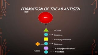 FORMATION OF THE AB ANTIGEN
Glucose
Galactose
N-acetylglucosamine
Galactose
RBC
Fucose
N-acetylgalactosamine
RBC
Galactose
 