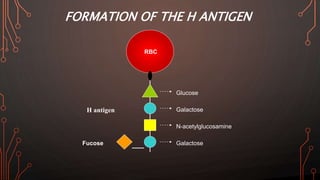 FORMATION OF THE H ANTIGEN
Glucose
Galactose
N-acetylglucosamine
Galactose
H antigen
RBC
Fucose
 