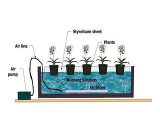 Verticulture 22. Hyydroponics, aeroponics, verticulture and riverbed farming.pptx