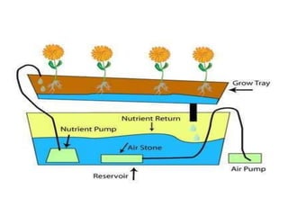 Verticulture 22. Hyydroponics, aeroponics, verticulture and riverbed farming.pptx